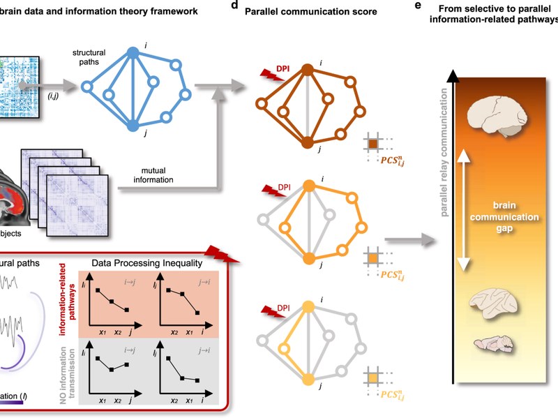 Figure: communication dynamics in the human connectome