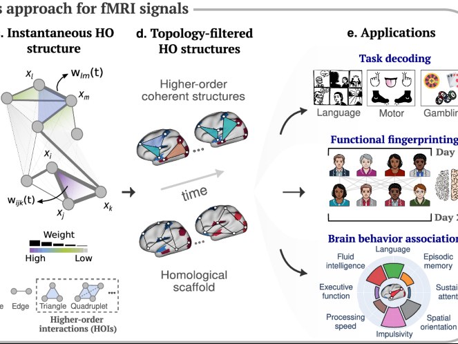 Figure: higher-order connectomics of human brain function