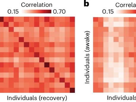 Figure: anaesthesia and the uniqueness of brain connectivity across individuals and species